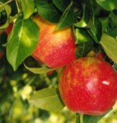 apple_crop.jpg - 9507 Bytes