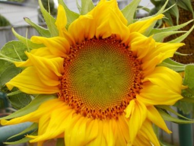 sunflower-sm.jpg - 27590 Bytes